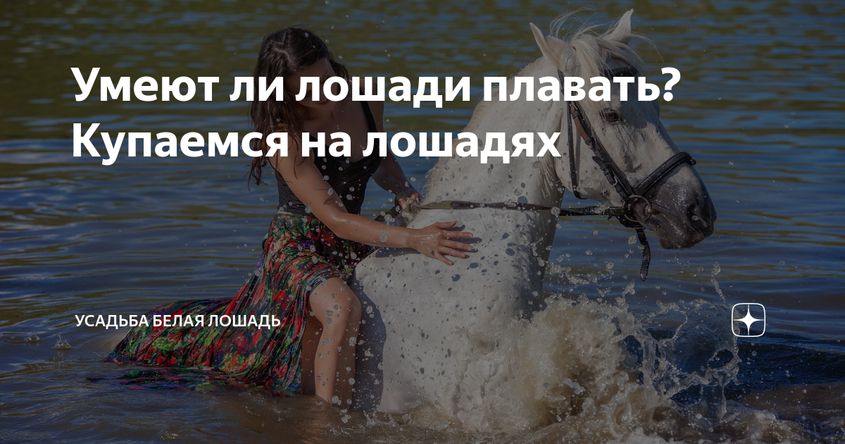 Умеют ли лошади плавать? Купаемся на лошадях | СашаЛера - Усадьба Белая ...