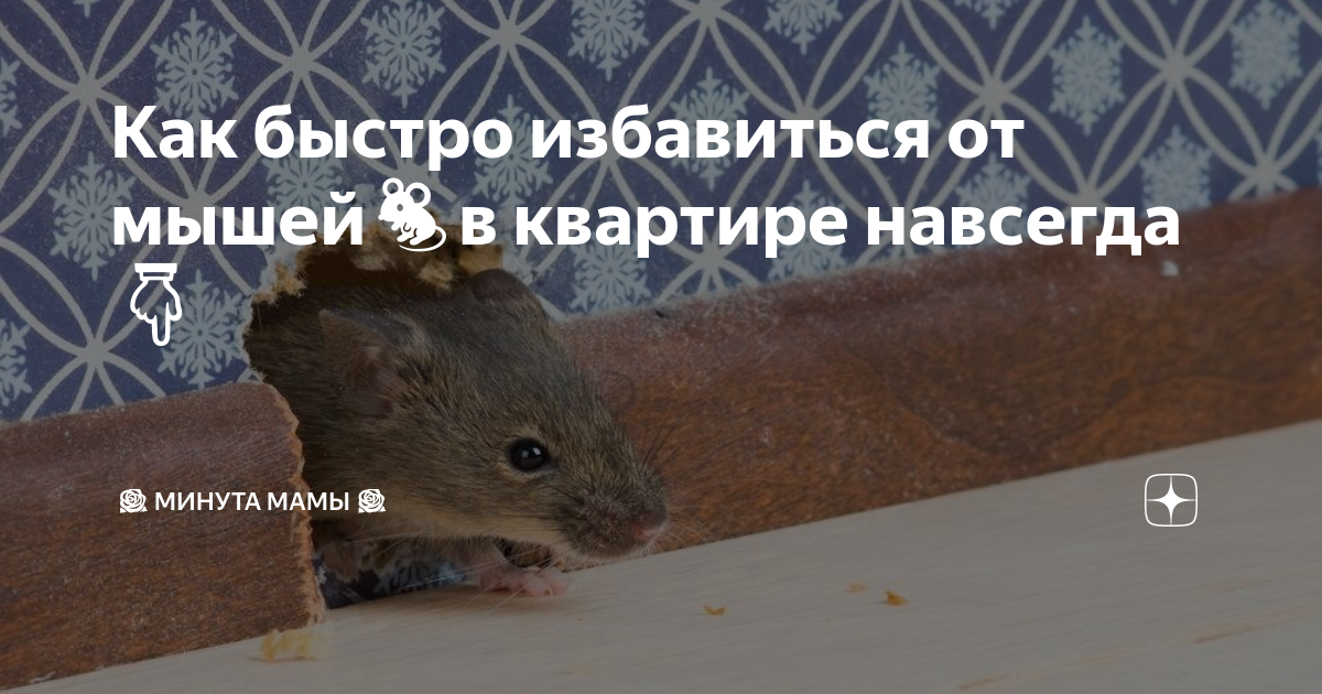 Как избавиться от мышей в квартире навсегда. Борьба с мышами в частном доме. Средство от мышей в квартире. Крысы в доме. Ловушка для мышей.