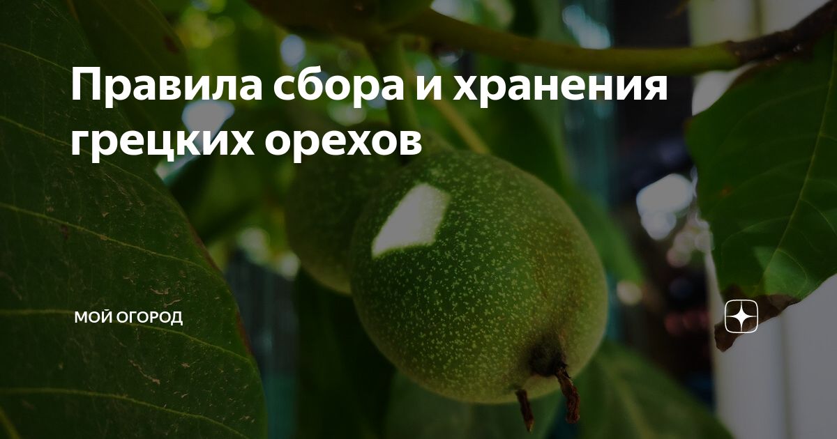 как очистить грецкий орех
