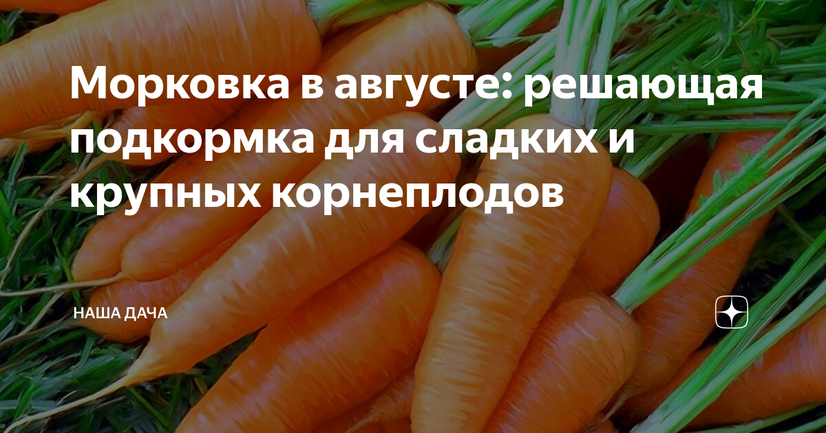 Спас яблочный медовый. Спайсы медовый яблочный ореховый. Спасы в августе. Август будет решающим. Спайсы медовый яблочный ореховый.
