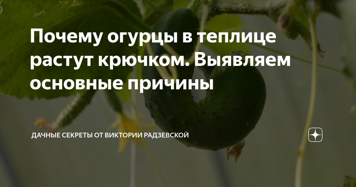 Почему огурцы не дают. Почему огурцы растут крючком. Почему огурцы растут крючком в теплице. Деформация плодов огурца. Почему огурчики не увеличиваются в размере.
