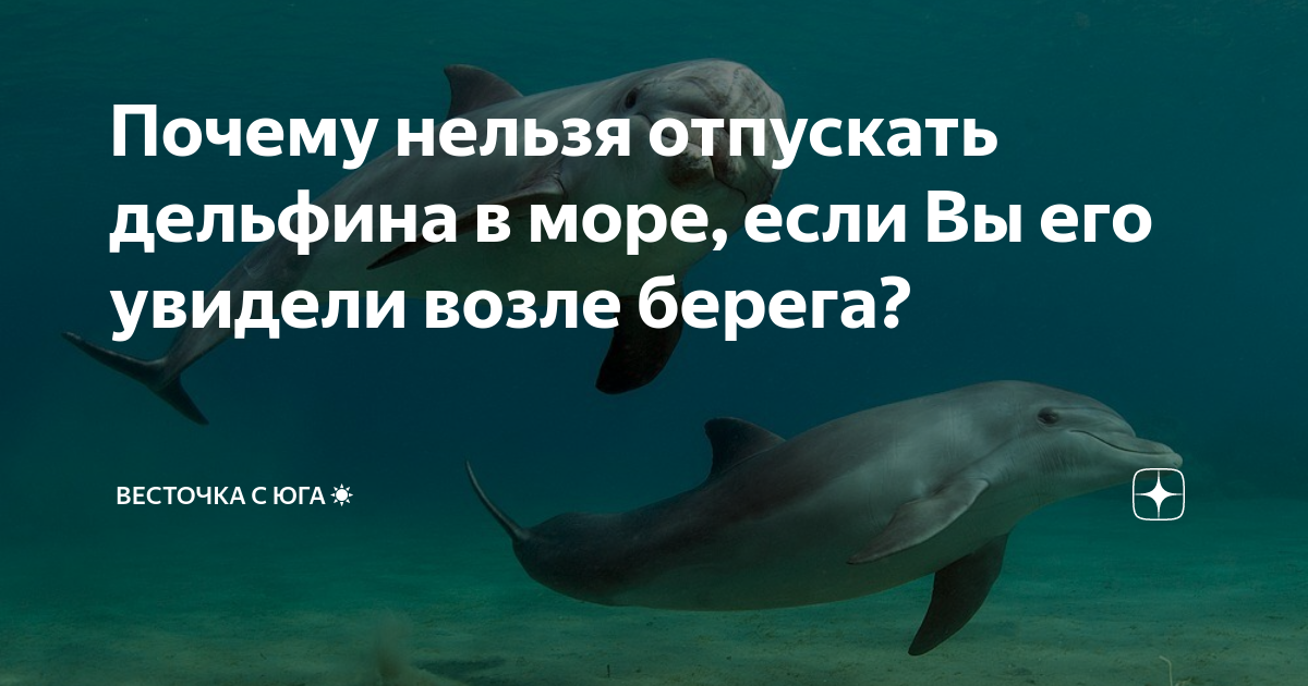 Почему нельзя отпускать. Почему Дельфин приплывает к берегу. Два дельфина поплыли друг к другу. Почему нельзя отпускать золотых рыбок. Пустить дельфинчика это.