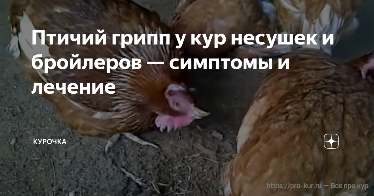Поваркасинское сельское поселение Цивильского района " Новости " Памятка по грип