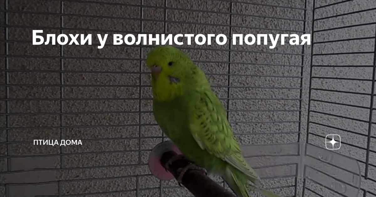 Волнистый попугай бежевый. Сколько попугай может прожить без еды волнистый. Спасение попугая. Продолжительность жизни волнистых попугаев. Волнистый попугайчик кеша.