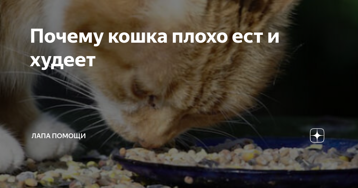 Кот похудел и не ест. Кот худеет. Кот плохо ест и худеет причины. Кошка плохо ест. Кот британец плохо ест и худеет причины