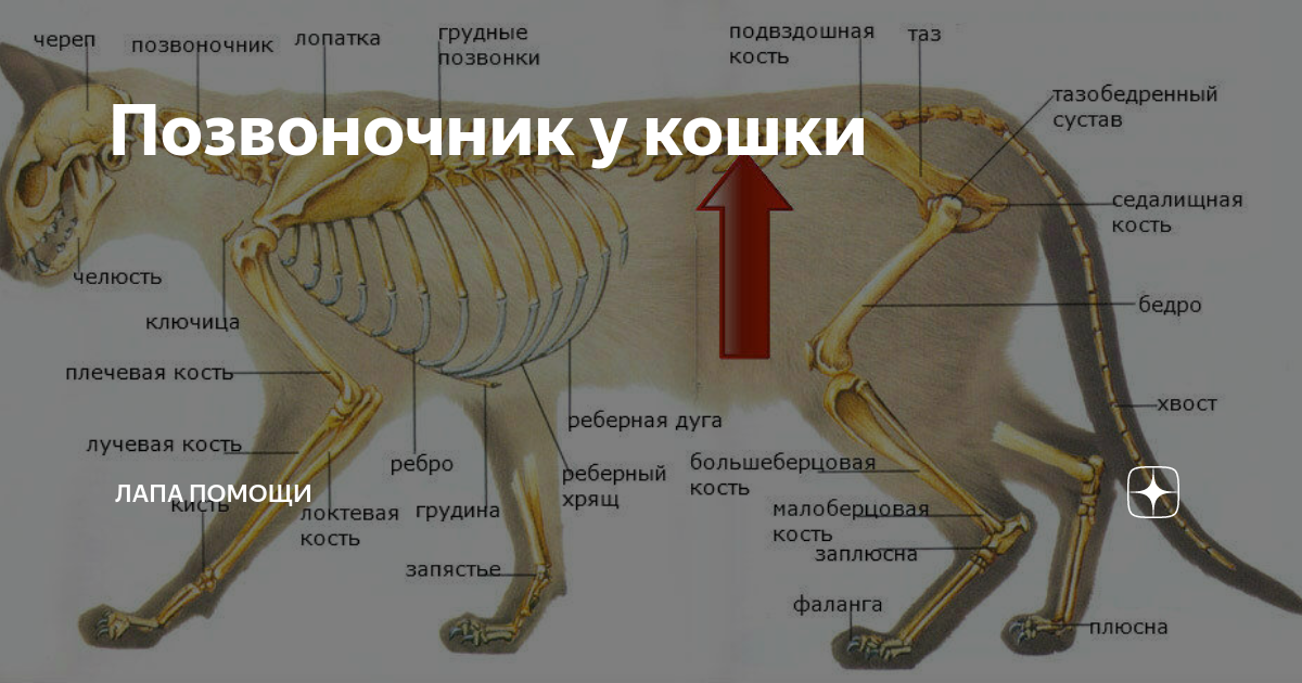 У кошек есть шея. Отделы позвоночника кошки. Хвостовой отдел позвоночника кошки. Грудные позвонки кошки.