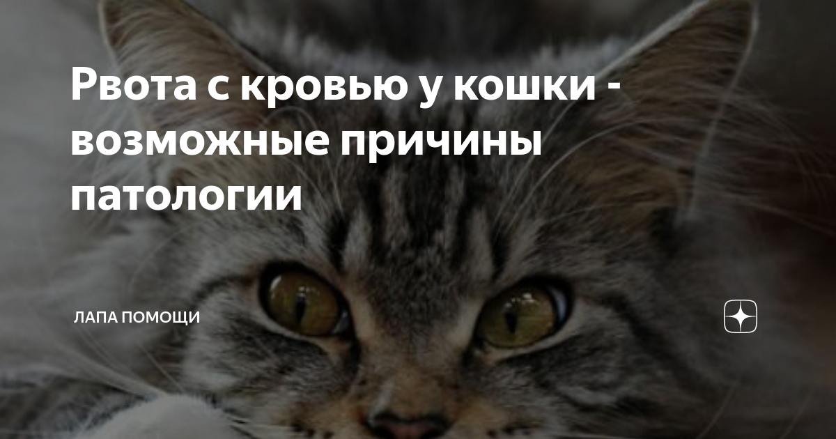 У кота рвота и стул с кровью