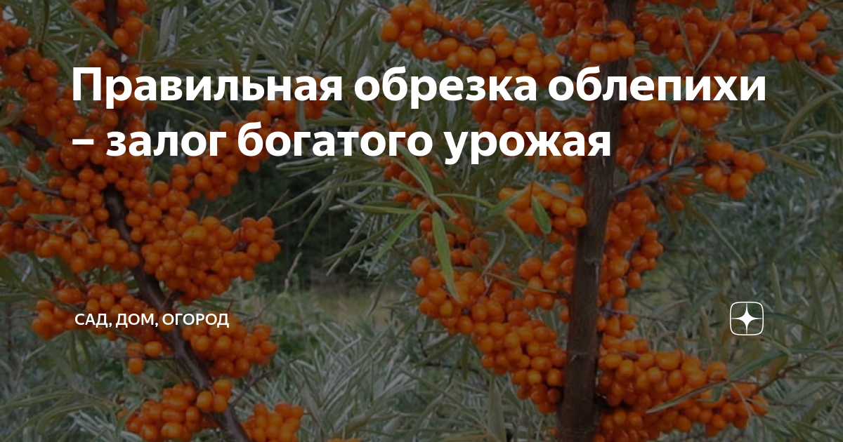 Обрезка облепихи весной для начинающих в картинках