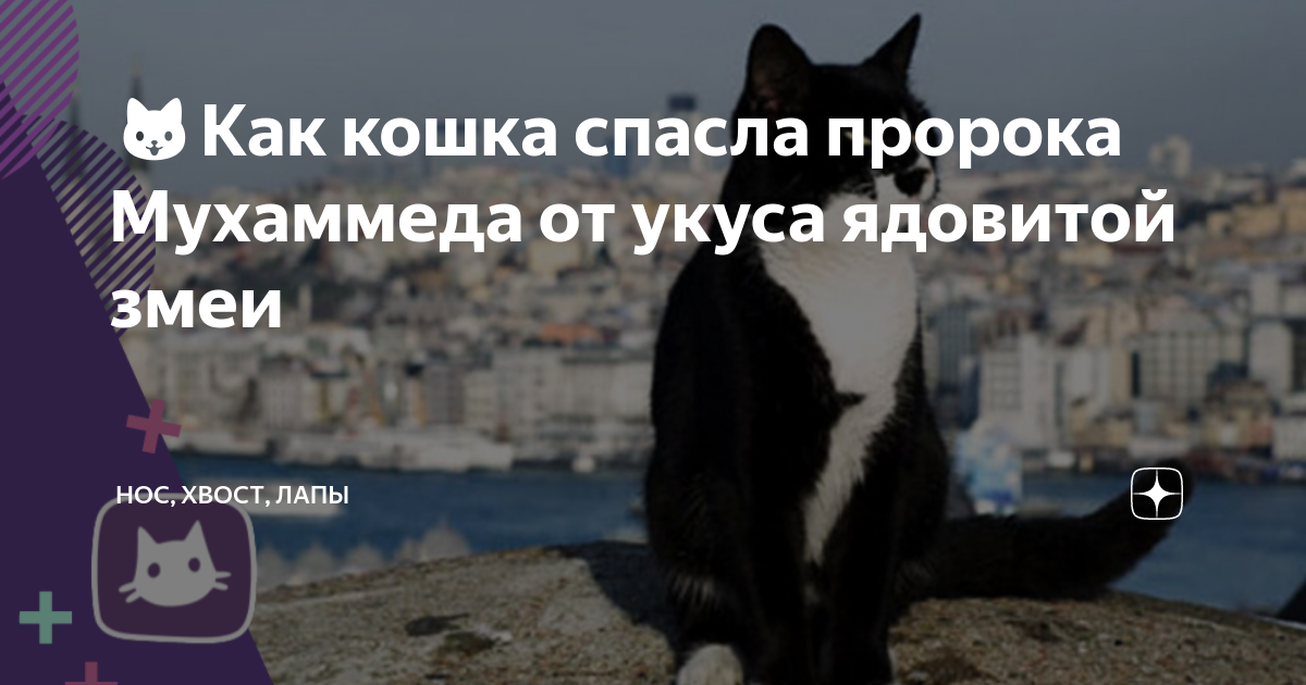 Любимое животное пророка мухаммада с. Кот пророк. Кошка пророка мухаммеда муизза. Любимая животная пророка мухаммада. Любимое животное пророка мухаммада с.
