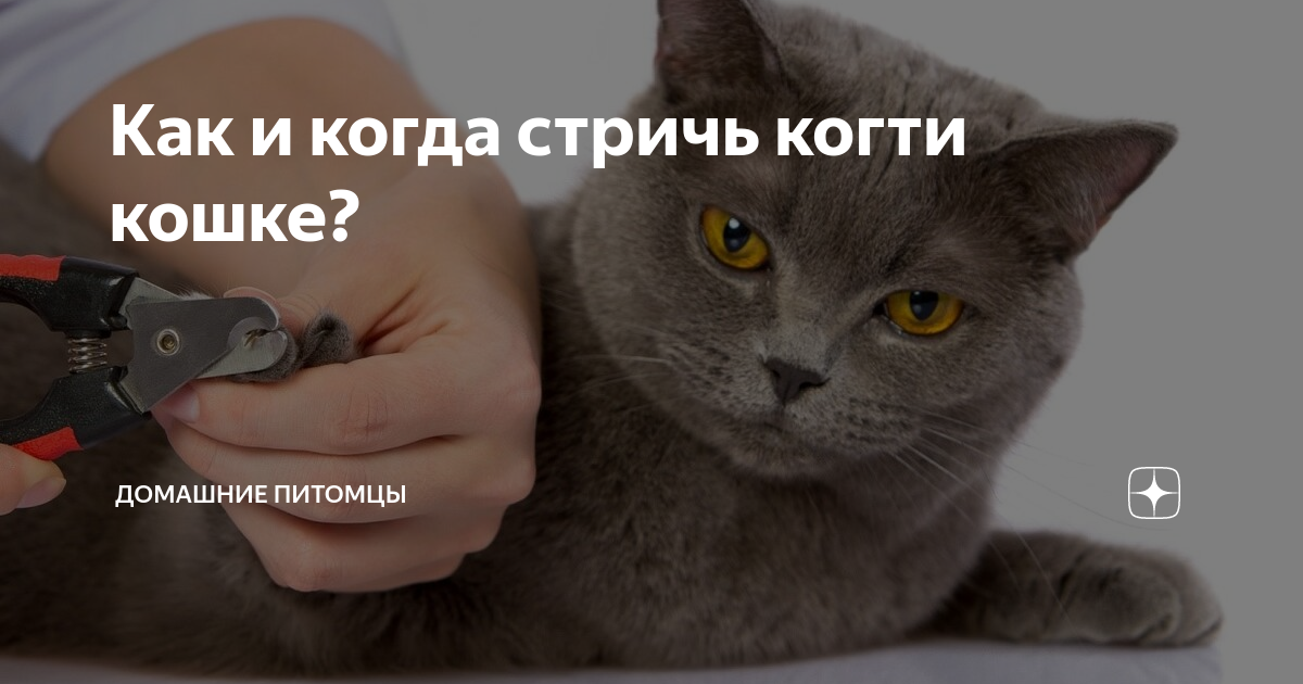 Со скольки можно стричь кошек