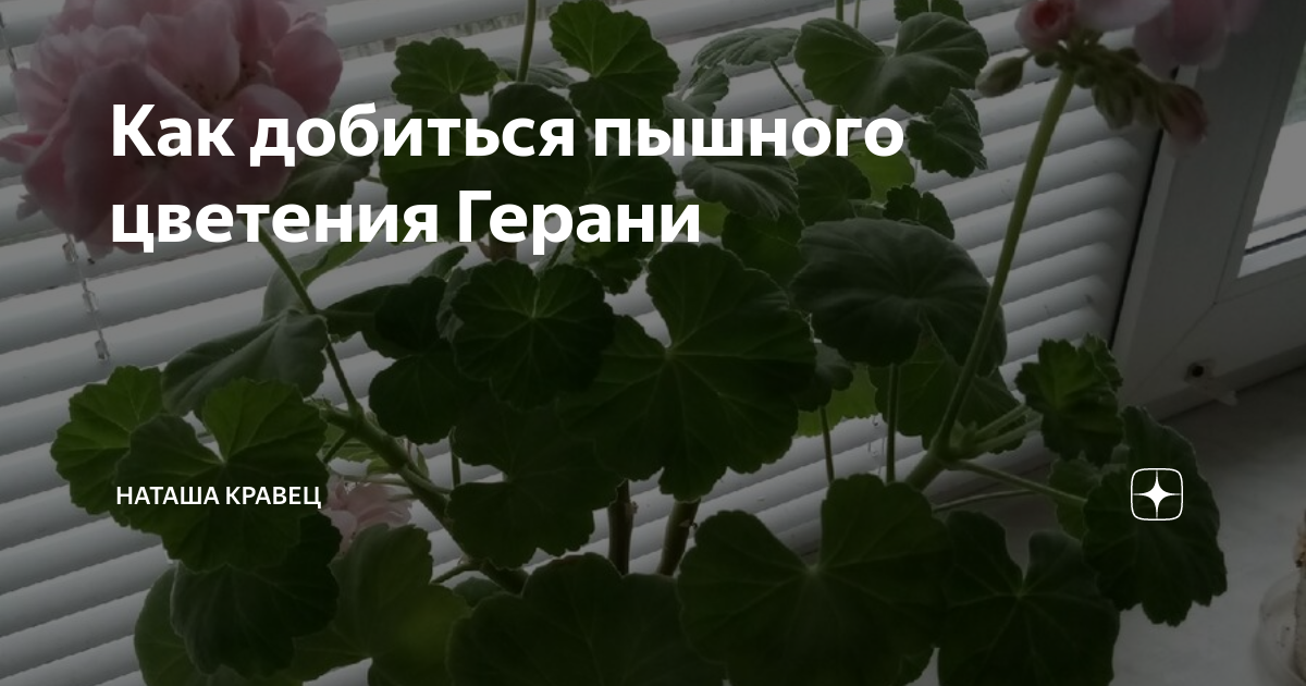 за обильное цветение 1 ценятся герани