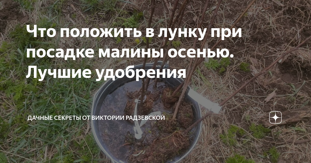 Что положить в лунку при посадке малины осенью. Лучшие удобрения ...