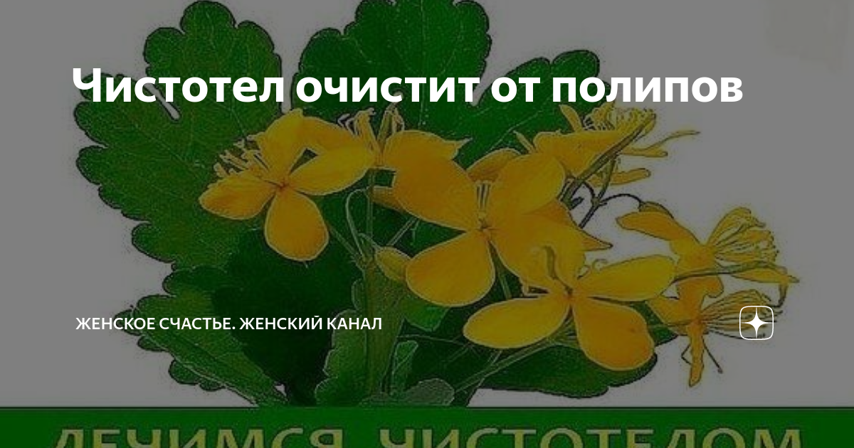 Чистотел в нос. Чистотел против полипов. Чистотел от полипов в кишечнике. Чистотел от полипов в носу. Сок чистотела от полипов в матке.