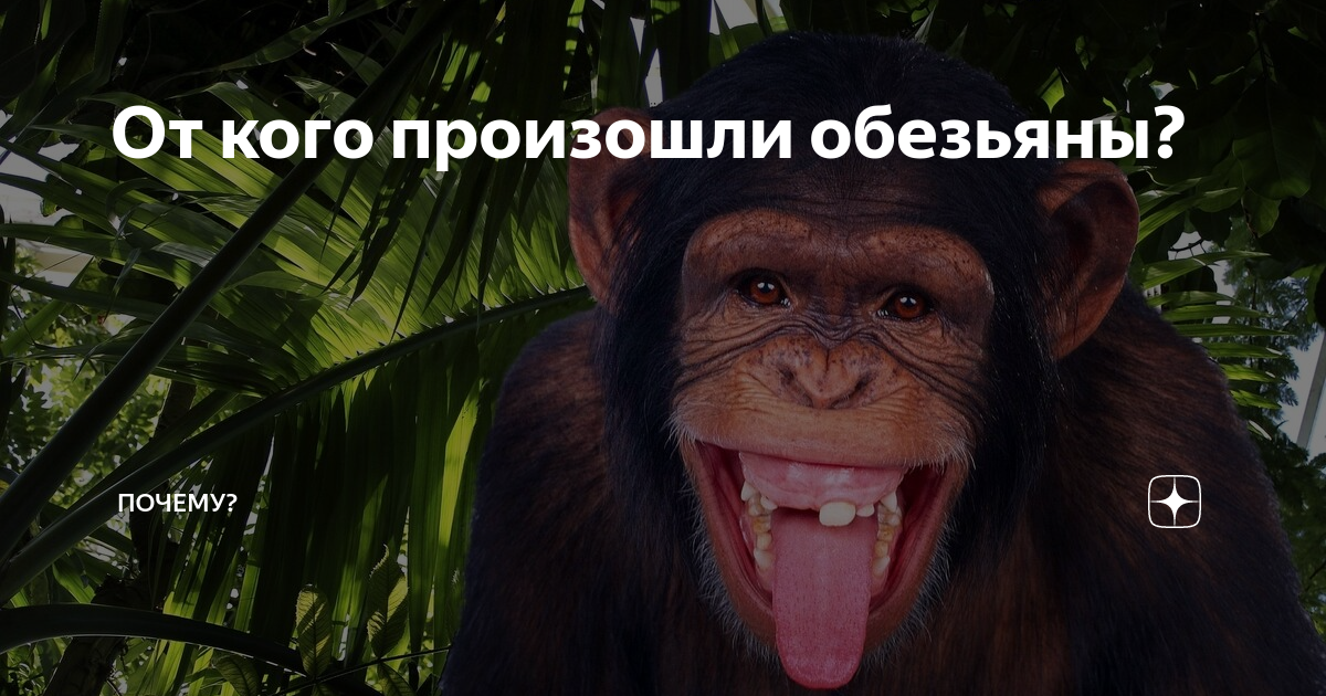 когда появились обезьяны. человекообразные обезьяны человекообразные обезьяны. когда появились обезьяны. дриопитек африканский. от кого появились обезьяны.