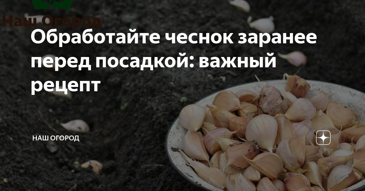 Чеснок перед посадкой. Обработка чеснока перед посадкой. Чем обработать чеснок перед посадкой. В чем замочить чеснок перед посадкой. Чеснок замачивать перед посадкой.