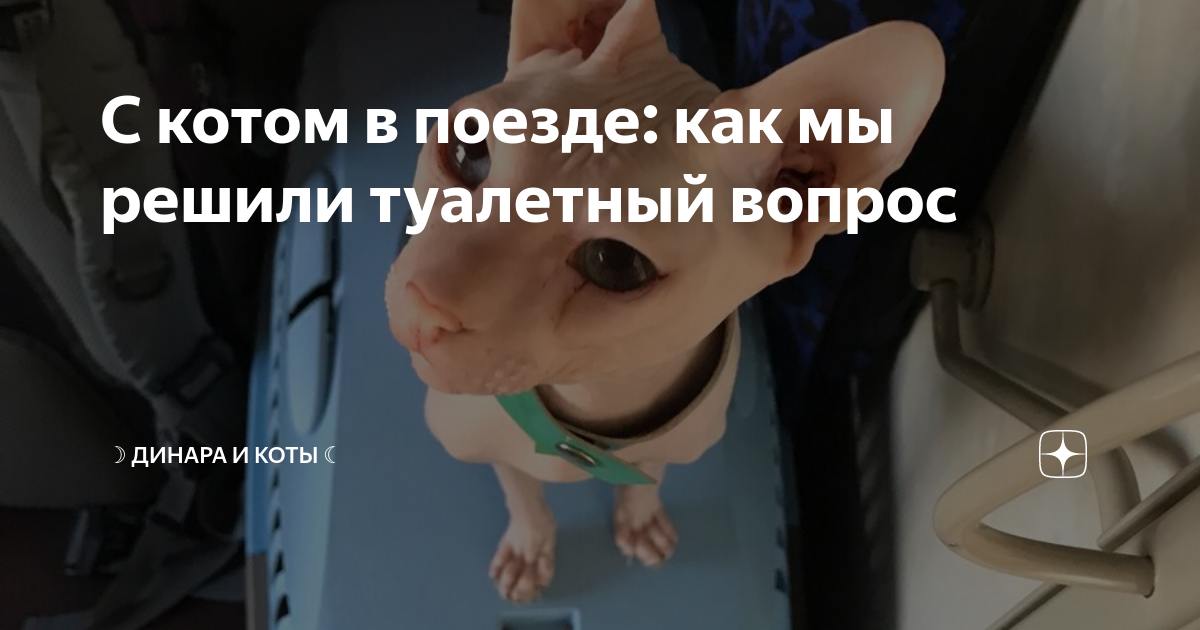 С котом в поезде: как мы решили туалетный вопрос | Динара и коты | Дзен