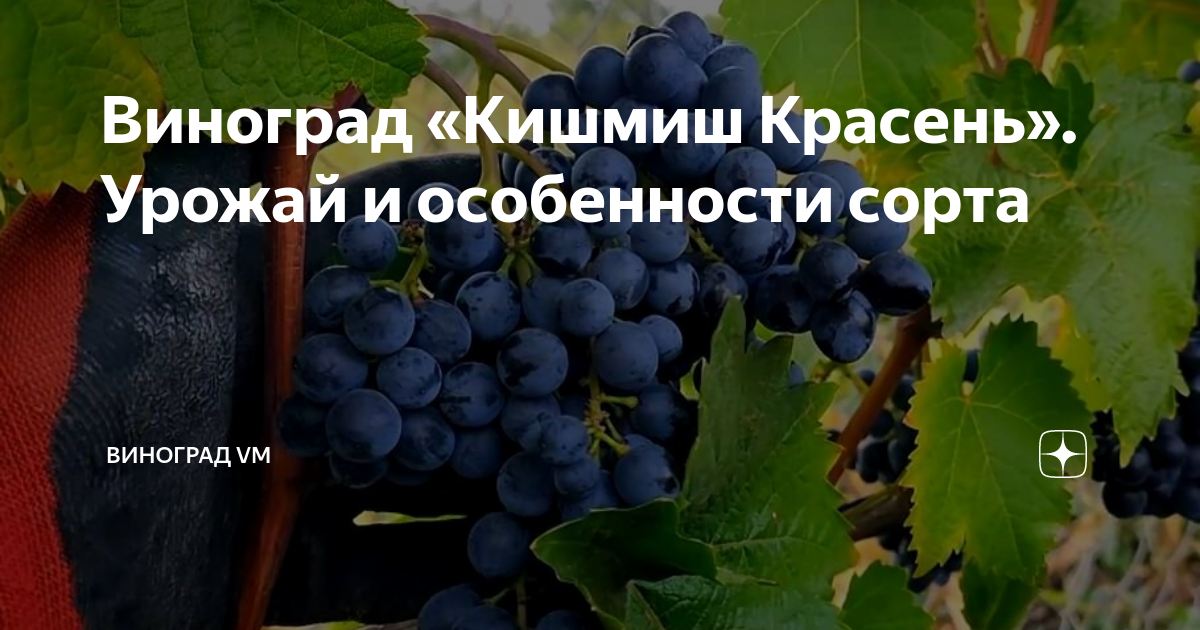Виноград "Кишмиш Красень". Урожай и особенности сорта Виноград VM Дзен