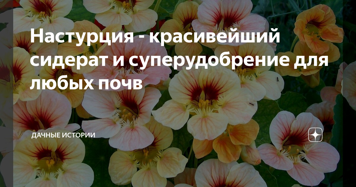 Настурция - красивейший сидерат и суперудобрение для любых почв ...