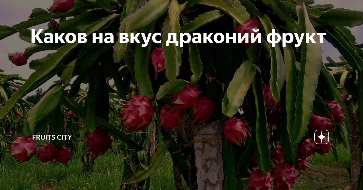 Каков на вкус драконий фрукт | Fruits City | Дзен