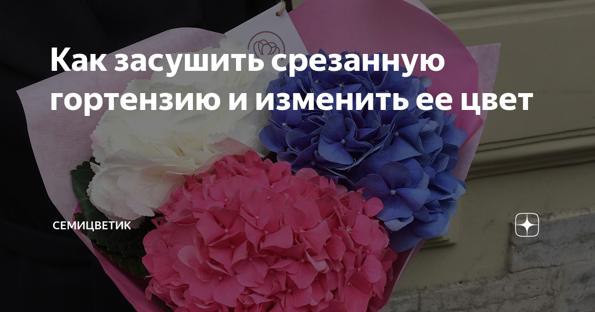 Вы приобрели гортензию. Как ухаживать за срезанной гортензией в домашних условия. — Цветы Краснодар