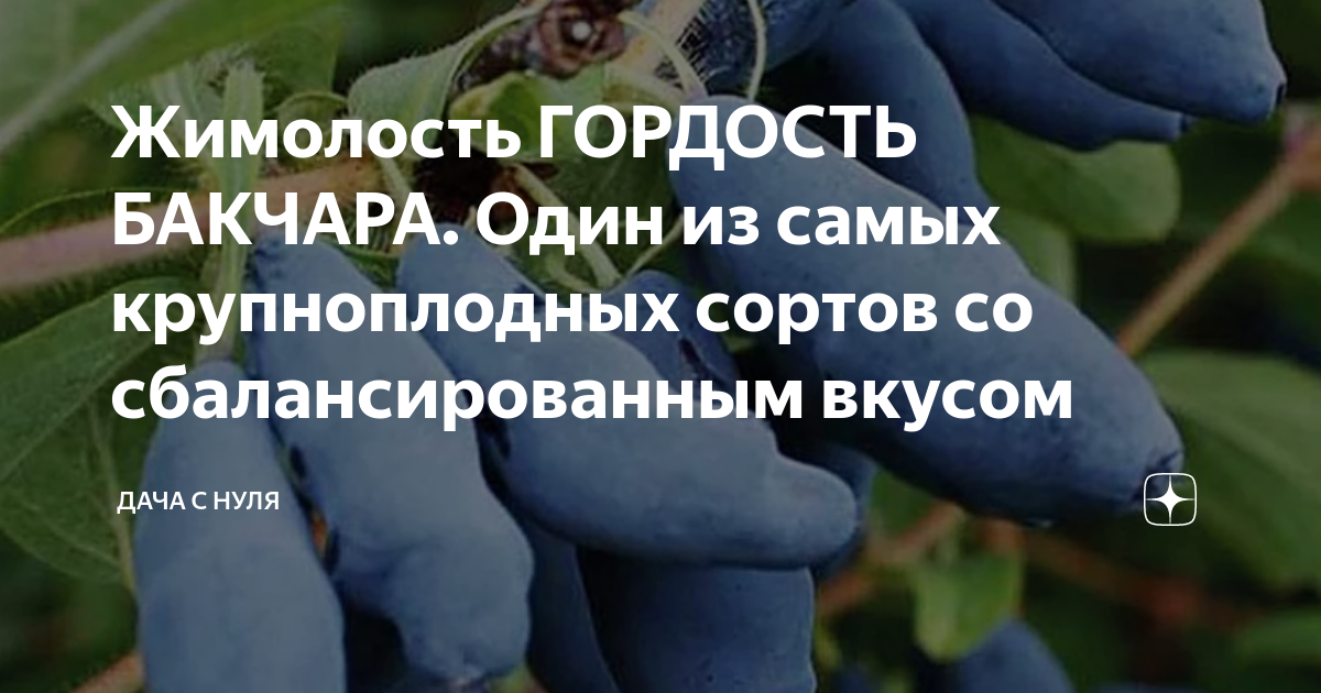 Жимолость гордость Бакчара. Жимолость гордость Бакчара описание сорта. Жимолость гордость Бакчара фото. Гордость Бакчара сколько см листики.