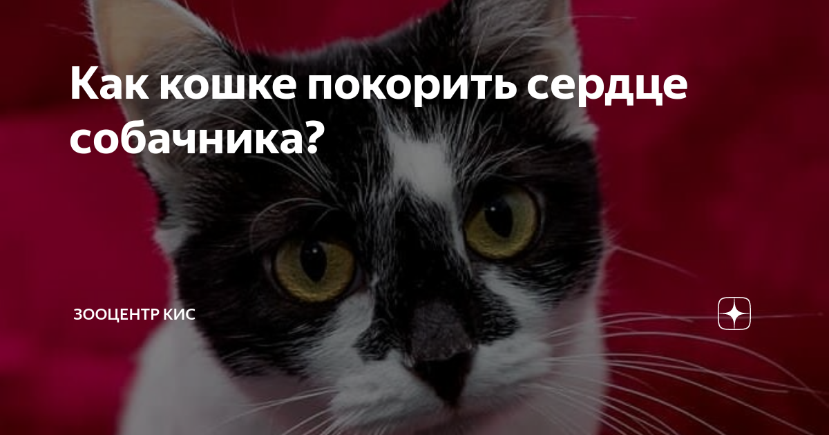 Как покорить сердце кошки: 8 научно обоснованных способов влюбиться