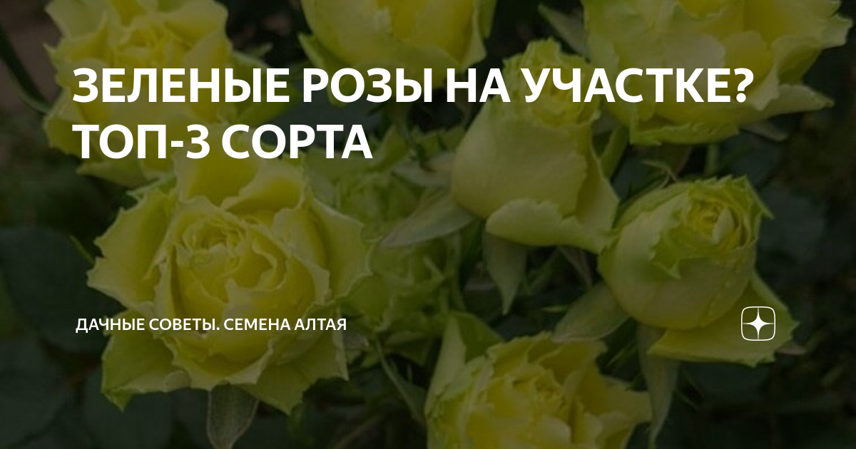 ЗЕЛЕНЫЕ РОЗЫ НА УЧАСТКЕ? ТОП-3 СОРТА | Семена Алтая. Дачные советы от ...