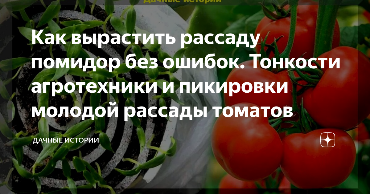 Как вырастить рассаду помидор без ошибок. Тонкости агротехники и ...