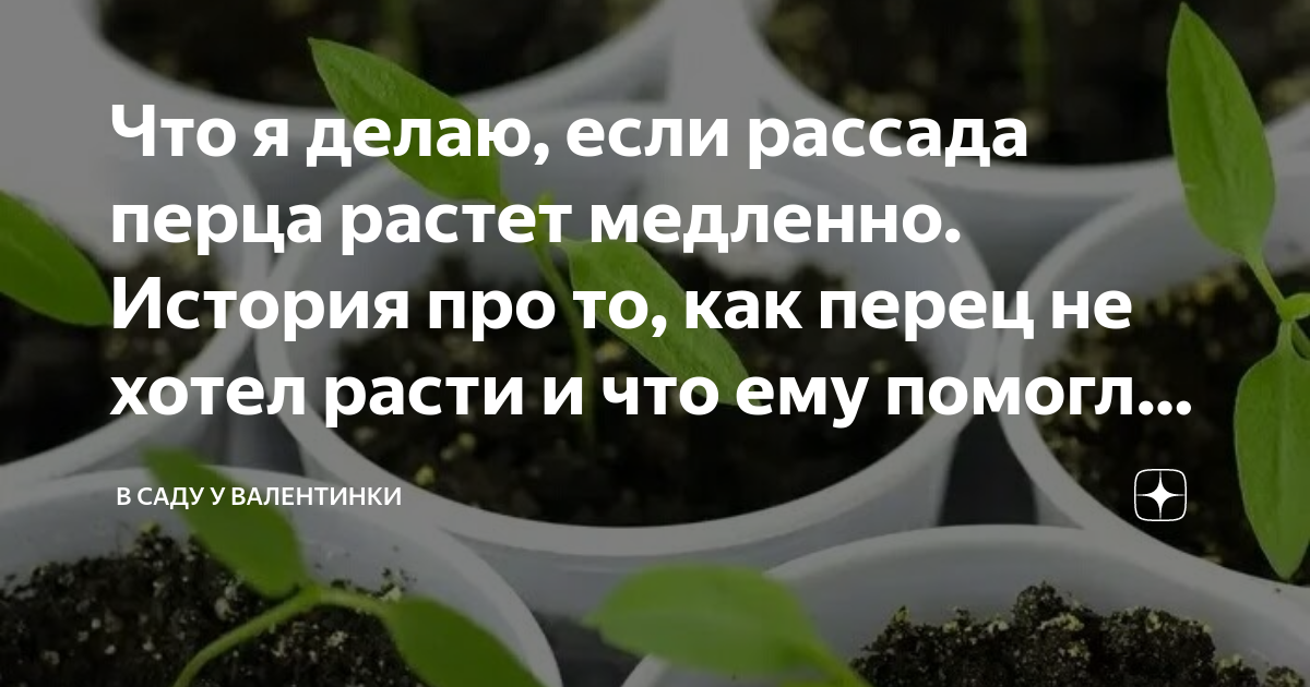 не растет рассада перца