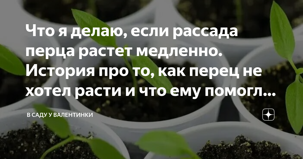 Рассада не растет стоит на месте. Как Остановить рост рассады перца. Народный способ Остановить рост рассады.