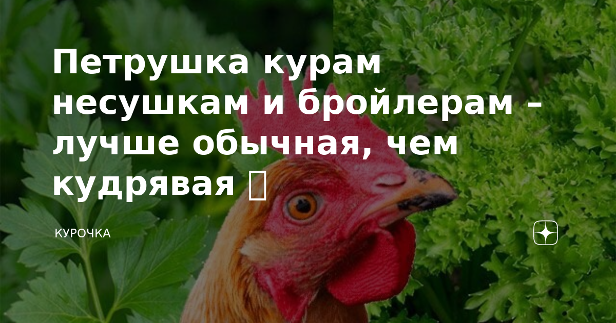 Можно ли давать курам петрушку. Можно ли давать курам петрушку