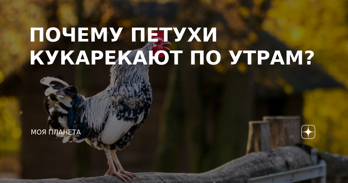 Почему петухи кукарекают утром. Зачем петухи кукарекают по утрам. Почему петух кукарекает. Почему петухи кукарекают днем. Почему петух кукарекает рано утром