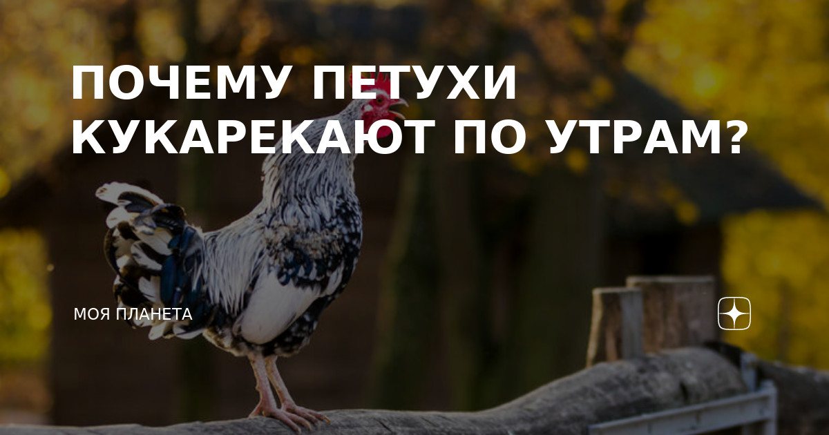 Почему петухи поют. Зачем петухи кукарекают по утрам. Почему петух кукарекает. Почему петухи кукарекают днем. Почему петух кукарекает рано утром.