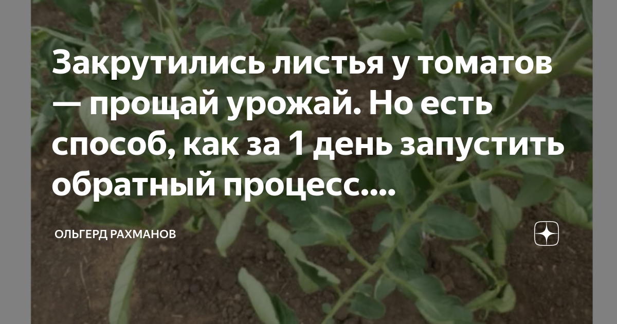 курчавость рассады томатов. скручиваются верхние листья у рассады томатов. осень ветер. вечереет закручивает листья в осеннюю. осенняя листва.