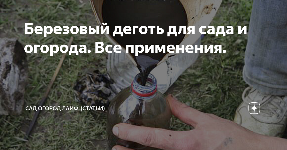 Березовый деготь для сада и огорода. Все применения. | Сад огород лайф ...