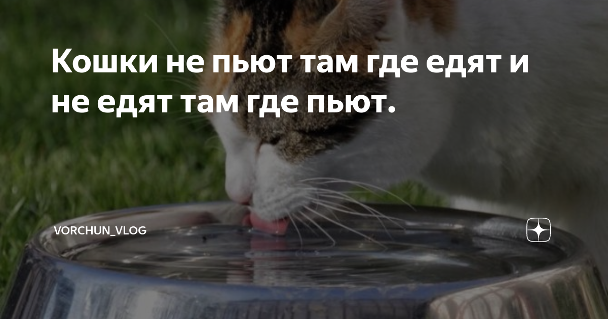 кот не пьет из миски, выливает воду