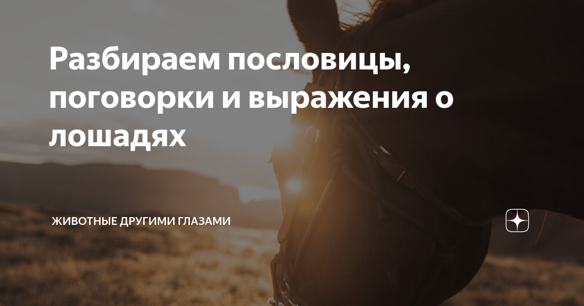 Разбираем пословицы, поговорки и выражения о лошадях | Животные другими ...