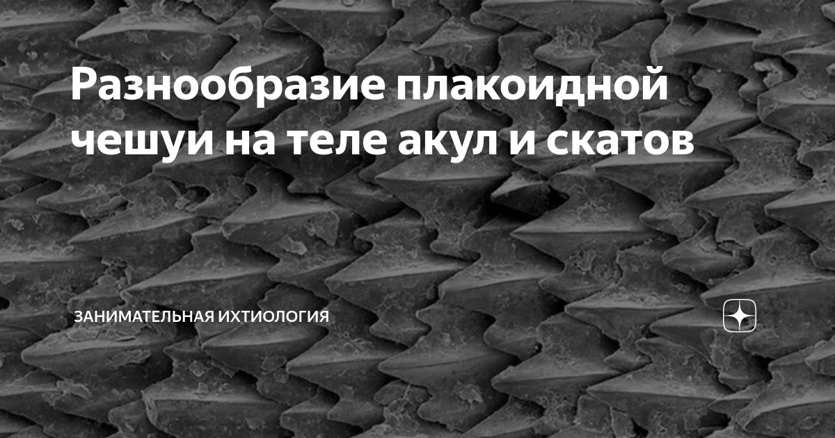 Разнообразие плакоидной чешуи на теле акул и скатов | Занимательная ...