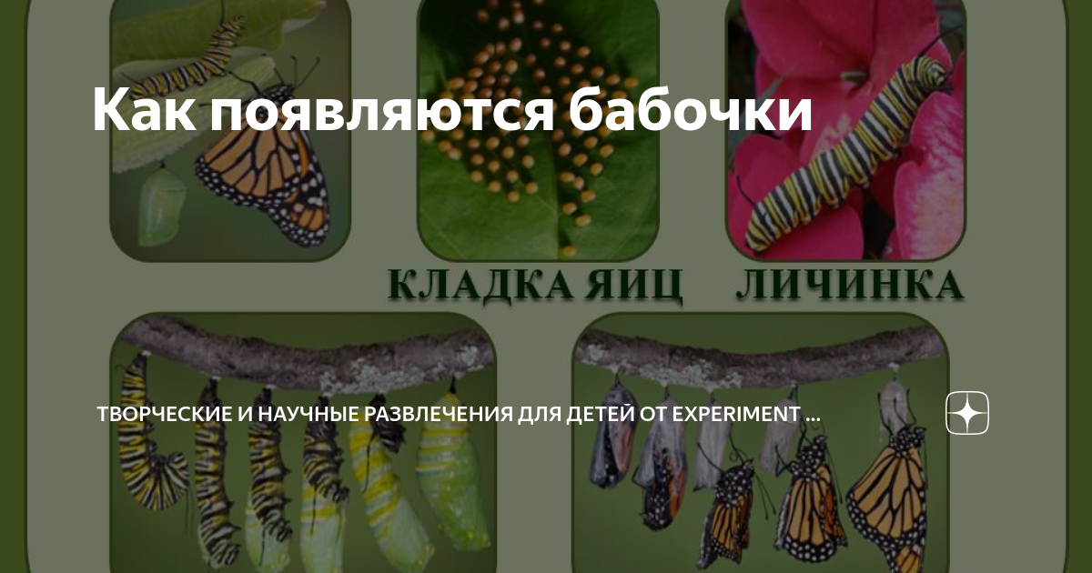 Как появляется бабочка. Как появляется бабочка