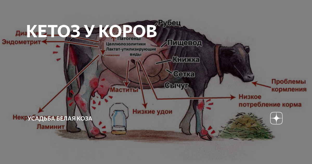 КЕТОЗ У КОРОВ | Усадьба Белая Коза | Дзен