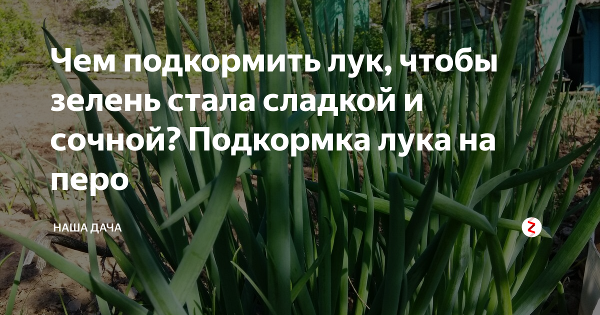 До какого времени можно поливать лук. Чем подкормить лук. Чемподкормитьл л. Подкормить лук в июне