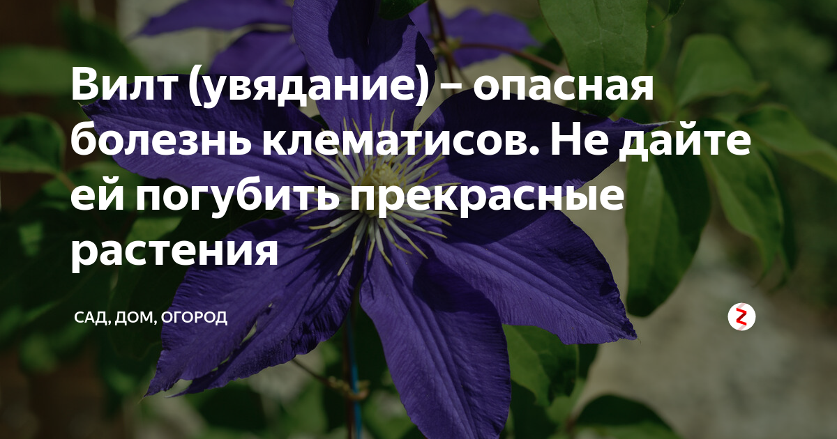 Скачать картинку БОЛЕЗНИ КЛЕМАТИСА ОПИСАНИЕ № 20