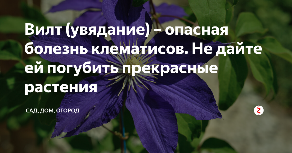 Вилт болезнь клематисов. Вилт (увядание) клематисов. Заболевания клематисов Вилт. Вирусная мозаика клематиса. Клематис Вилт увядание препараты.