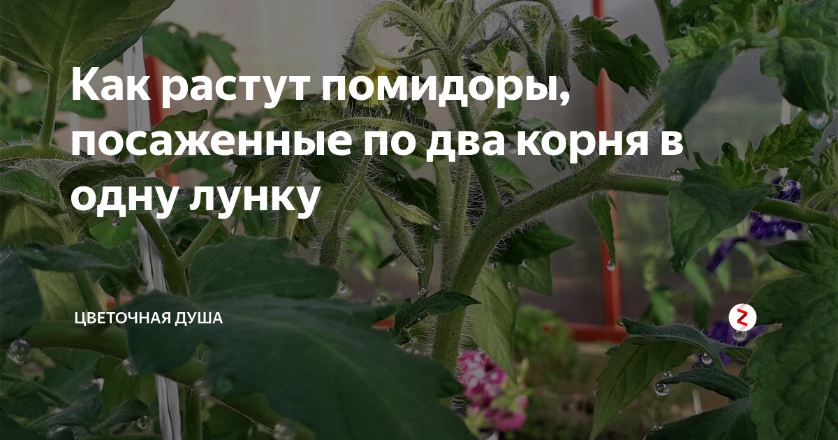 Посадка помидор по 2 штуки в лунку. Посадка томатов в одну лунку 2 корня. Два томата в одну лунку в теплице. Посадка томатов по 2 в 1 лунку. Два корня томата в одной лунке.