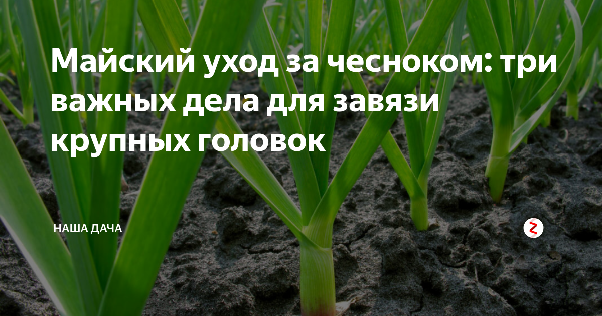 Когда прекращать полив чеснока озимого. Озимый чеснок весной. Как поливать чеснок дома в декабрь и ноябрь.