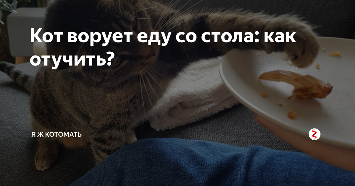 кот ворует со стола