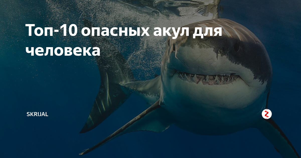 Опасные акулы в мире. Самые опасные акулы для человека. Наиболее опасные акулы для человека.