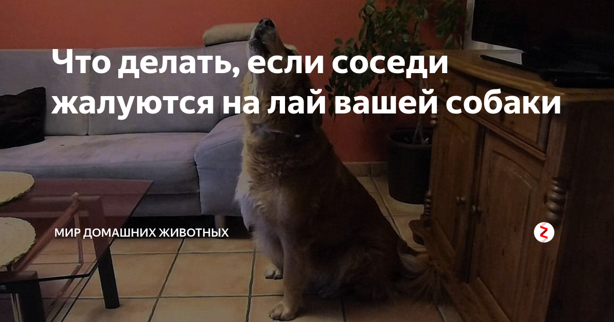 Собаки мешают спать. Жалобы соседей на лай собаки. Что делать, если соседи жалуются на лай собаки. Соседи жалуются на лай собаки в квартире днем. Соседи жалуются на лай собаки в квартире прикол