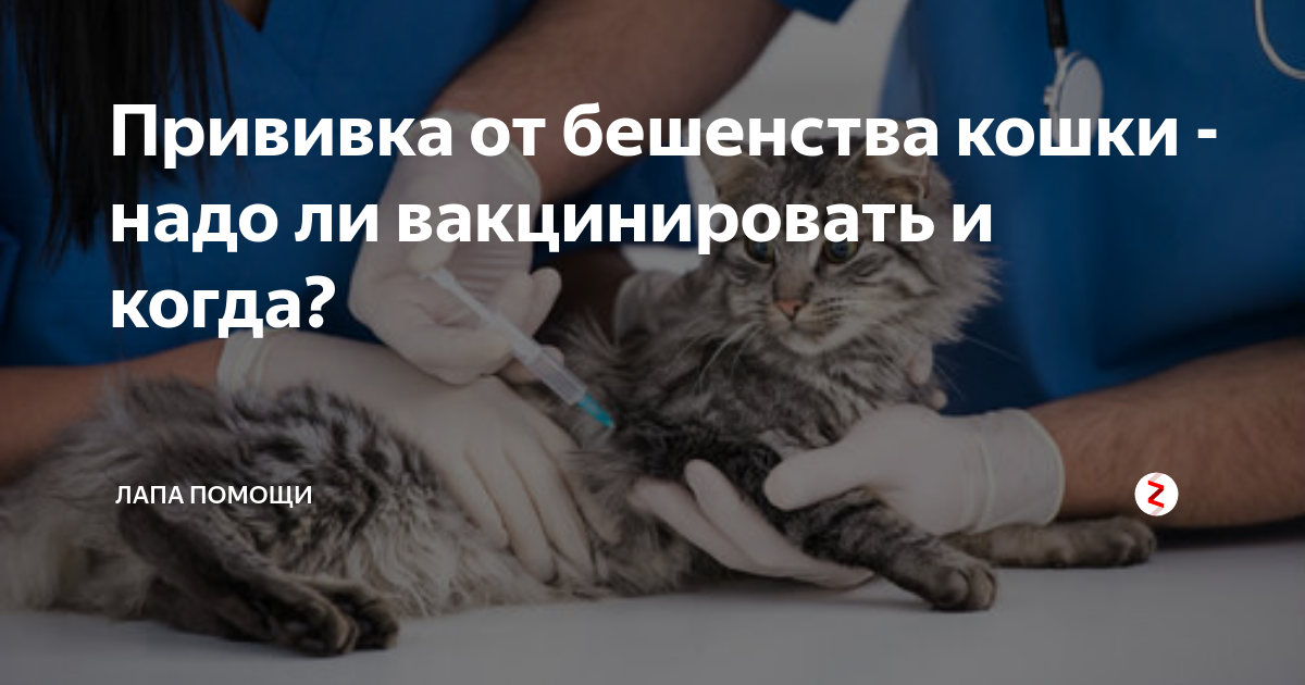 Прививка от бешенства кошке как часто делать. Ветеринары прививают позитив. Можно ли перепутать бешенство кошки от инсульта.