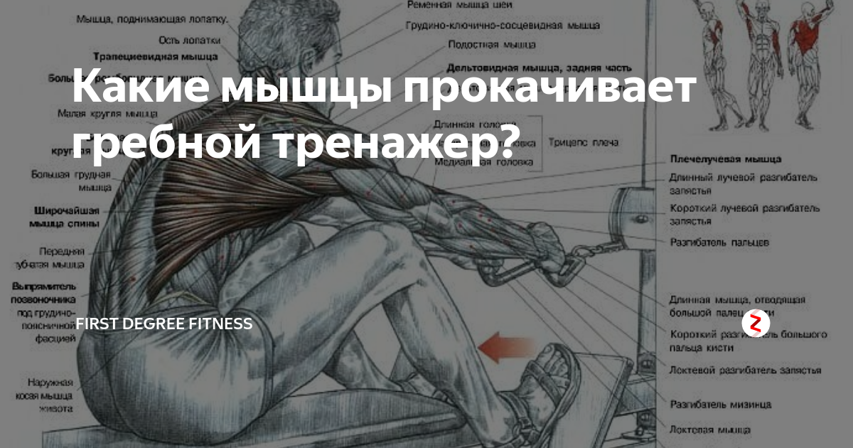 Тренажер лестница какие мышцы работают. Гребной тренажер на какие группы мышц. Группы мышц прокачивает гребной тренажер. Техника занятий на гребном тренажере. Гребля какие мышцы.